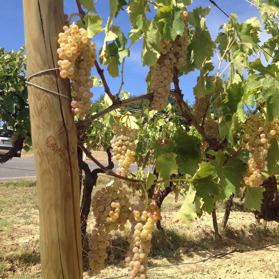 Vernaccia di San Gimignano ripening around the property in September.